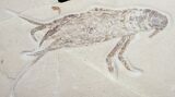 Huge Cretaceous Lobster Fossil - #8934-2